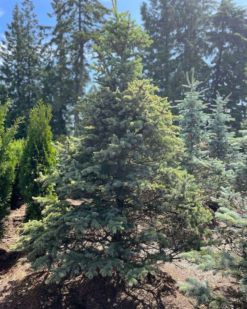 Golden Spruce