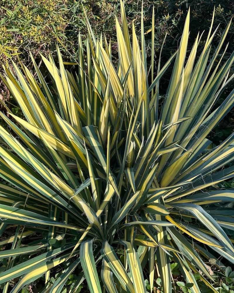 Golden Sword Yucca