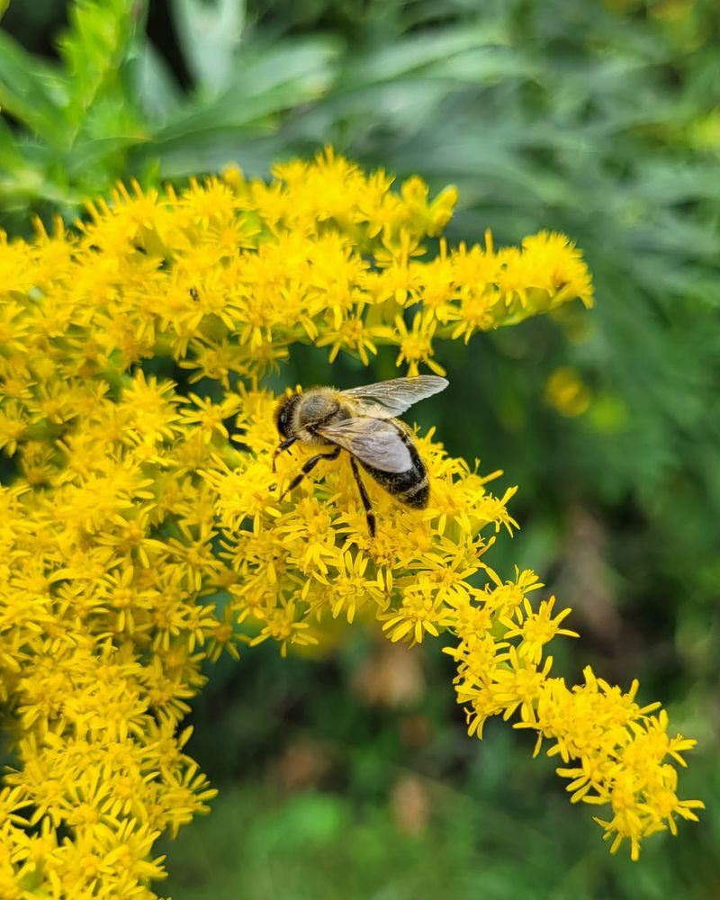 Goldenrod