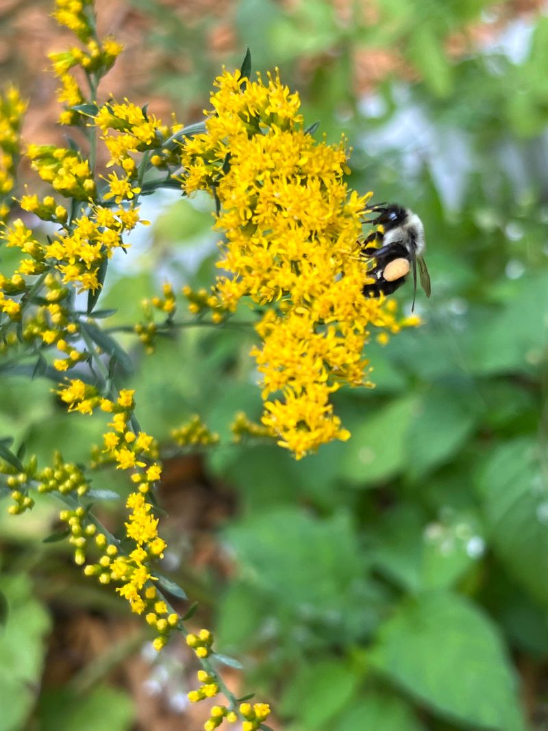 Goldenrod