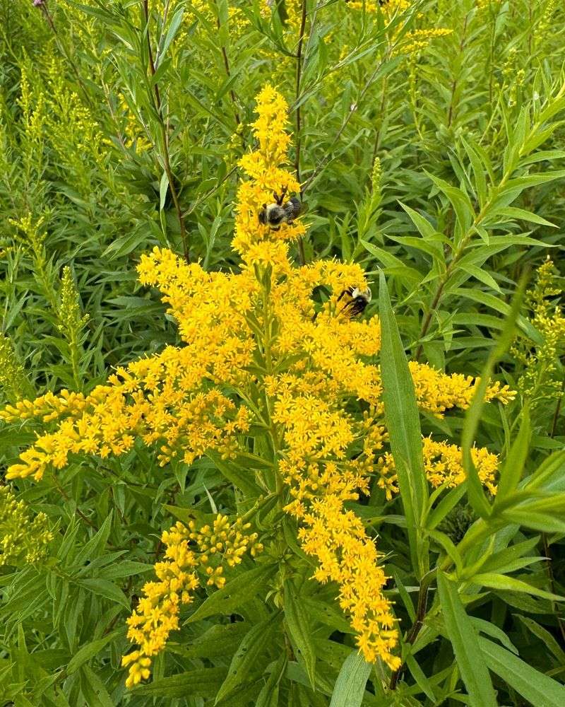 Goldenrod