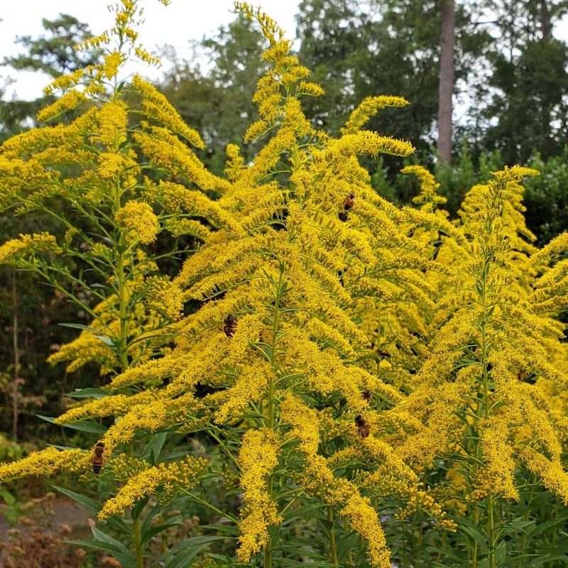 Goldenrod