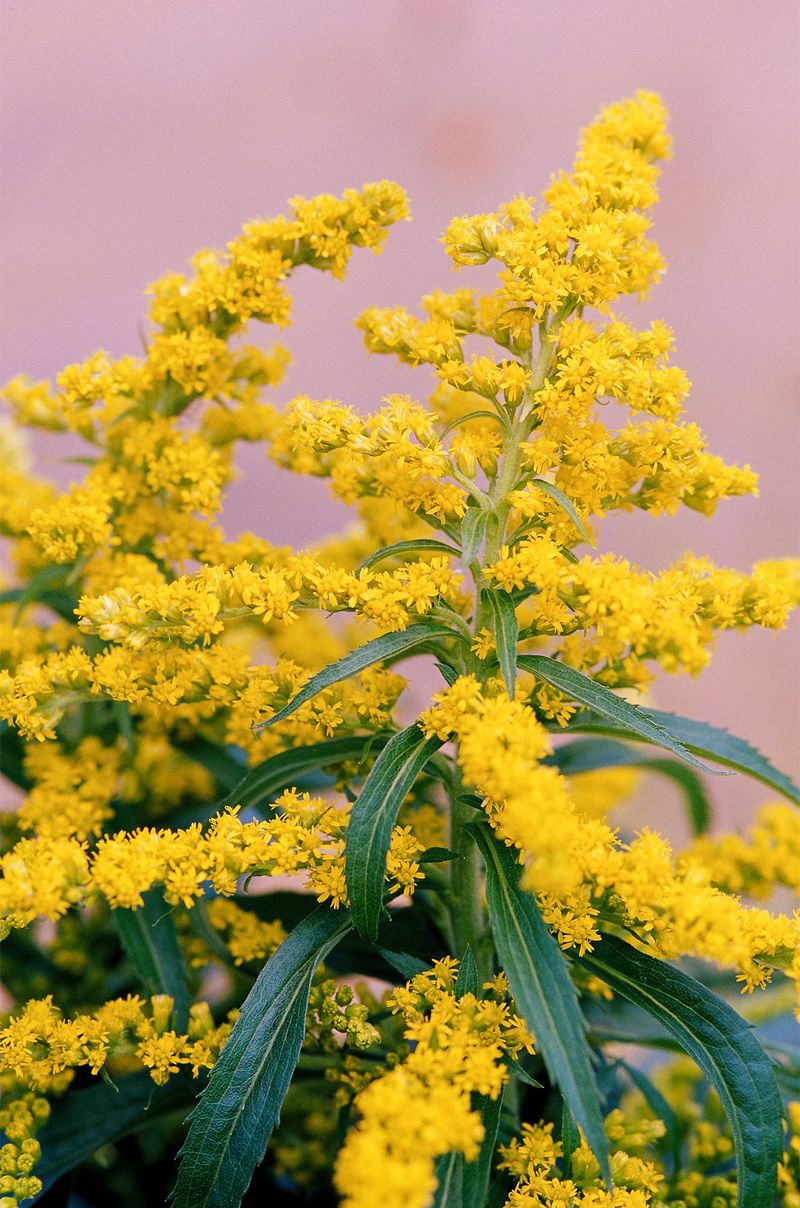 Goldenrod