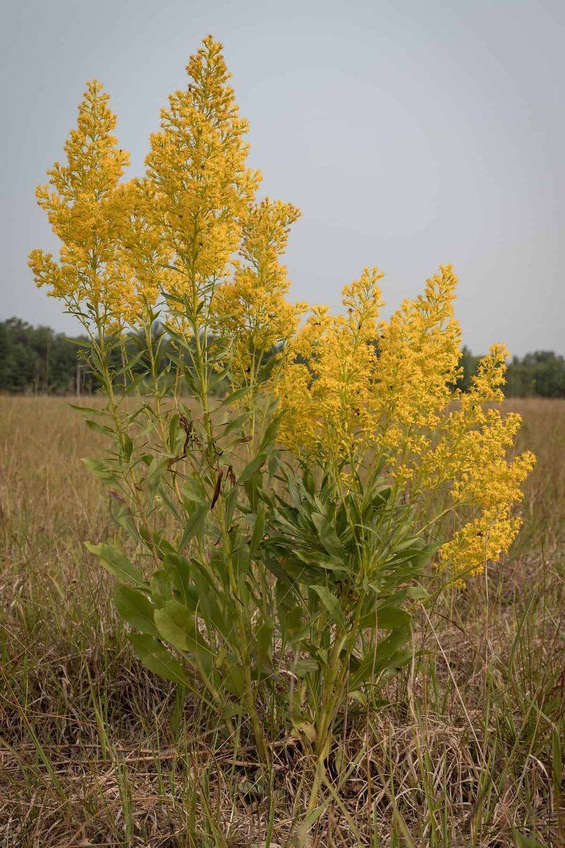 Goldenrod