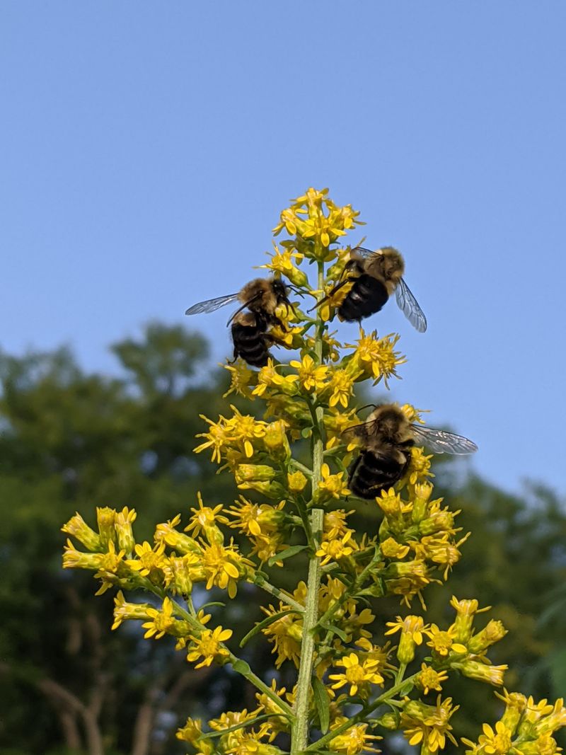 Goldenrod