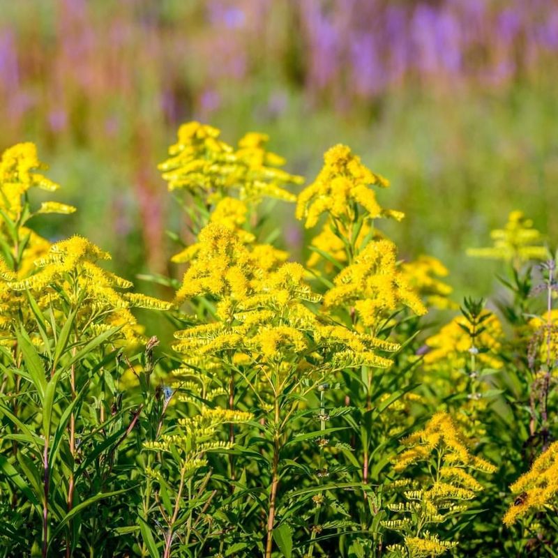 Goldenrod