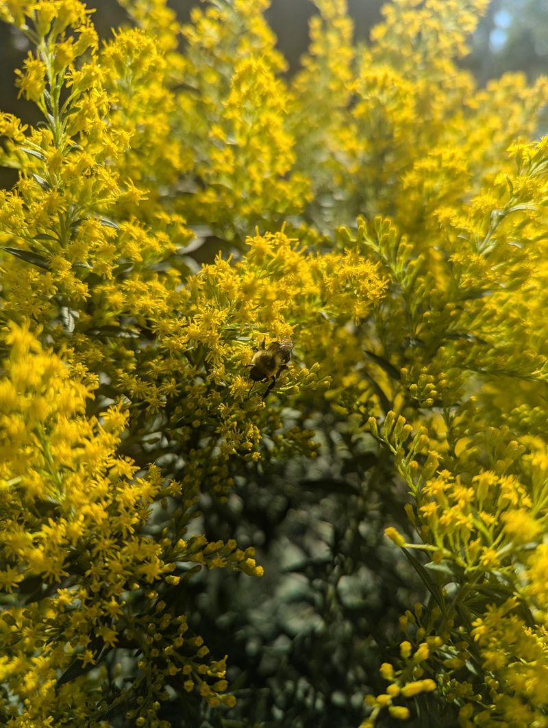 Goldenrod