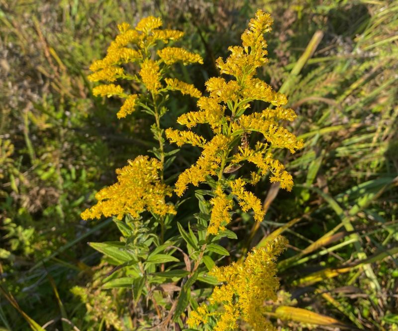 Goldenrod - Kentucky