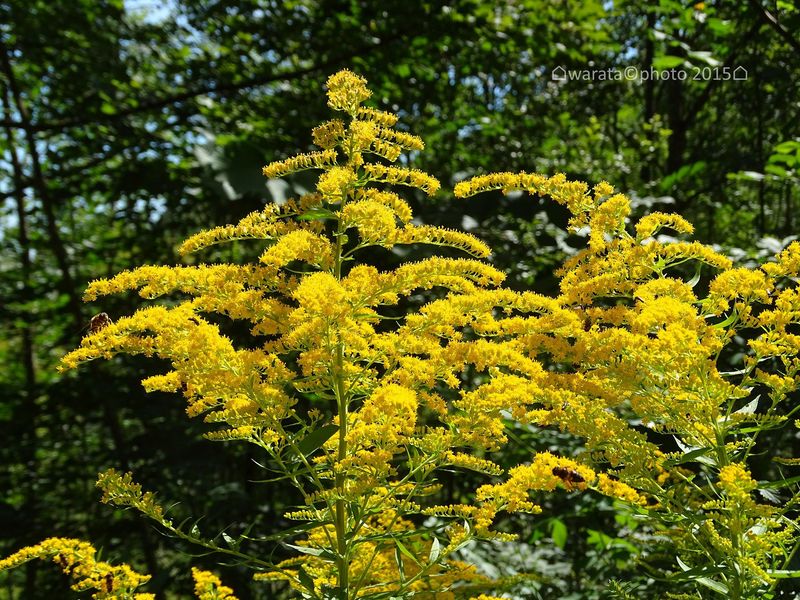 Goldenrod - Nebraska