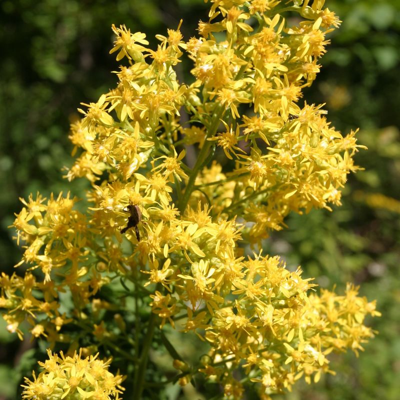 Goldenrod (Solidago spp.)