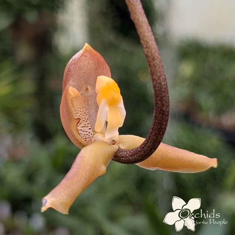 Gongora Orchid