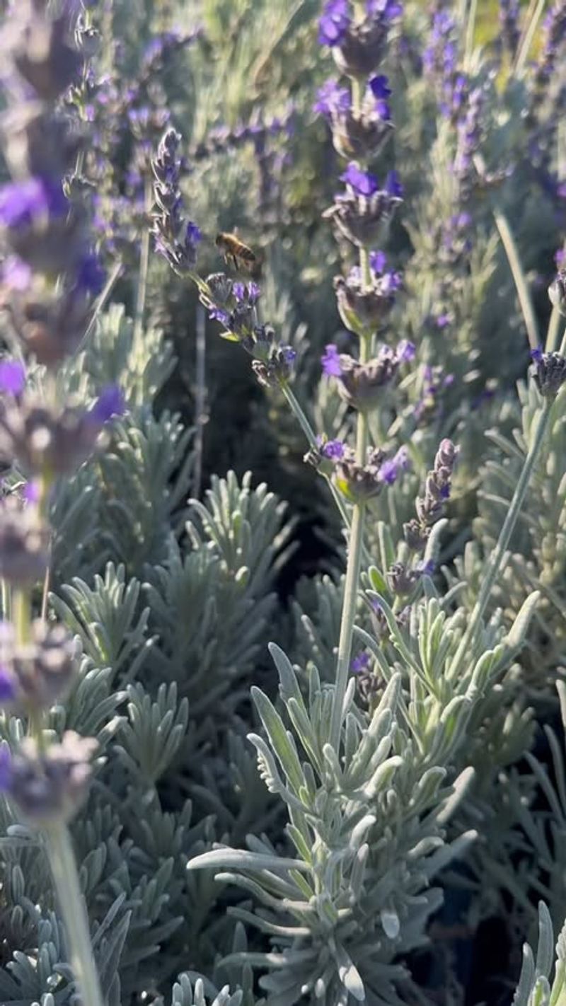 Goodwin Creek Lavender