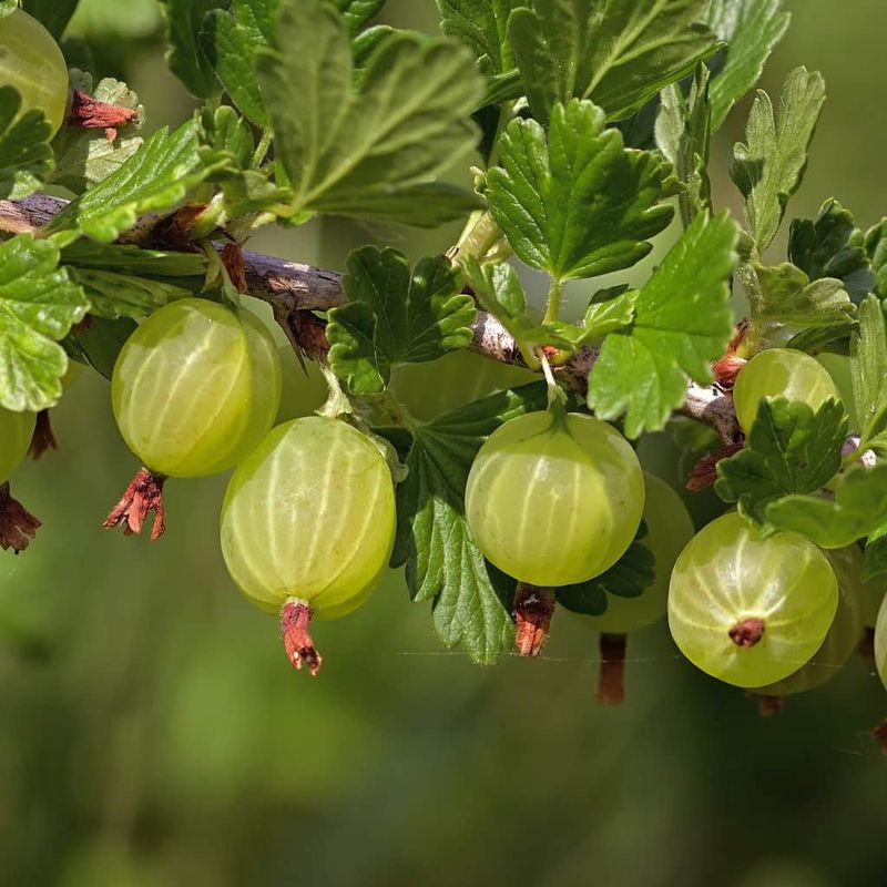 Gooseberries