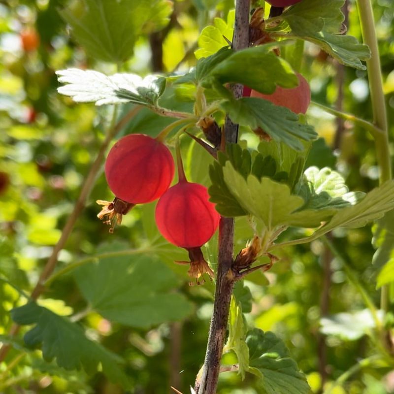 Gooseberry Bush