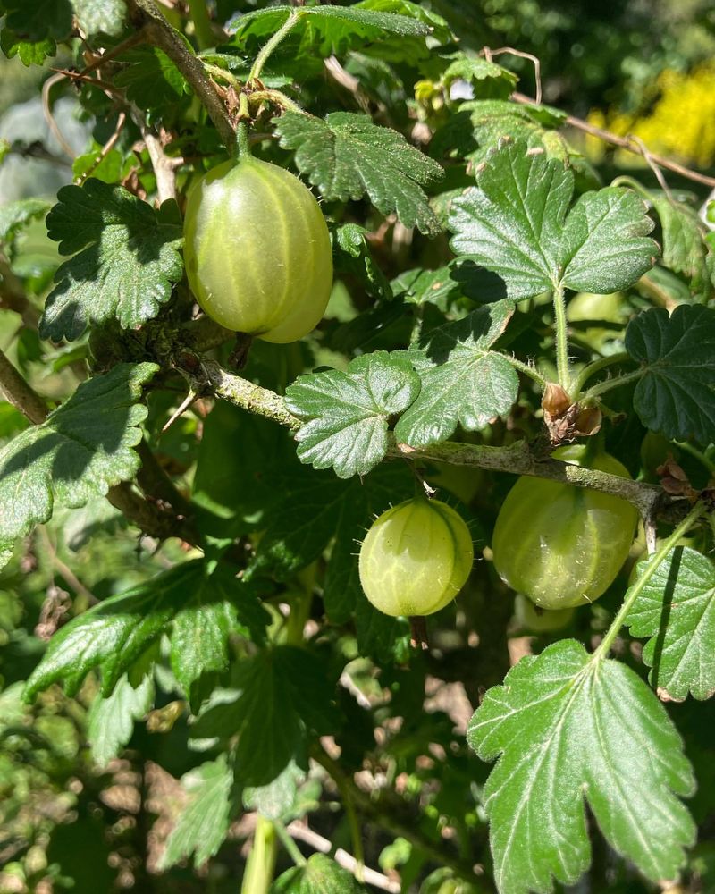 Gooseberry