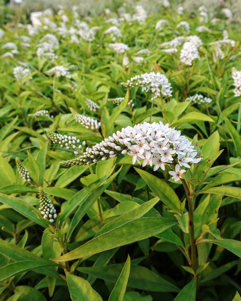 Gooseneck Loosestrife