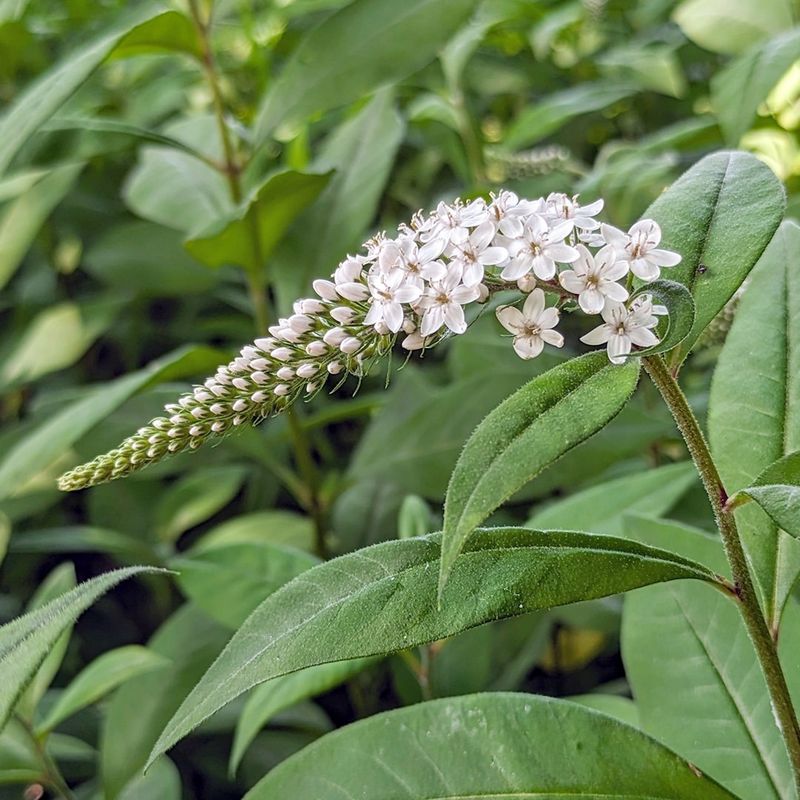 Gooseneck Loosestrife