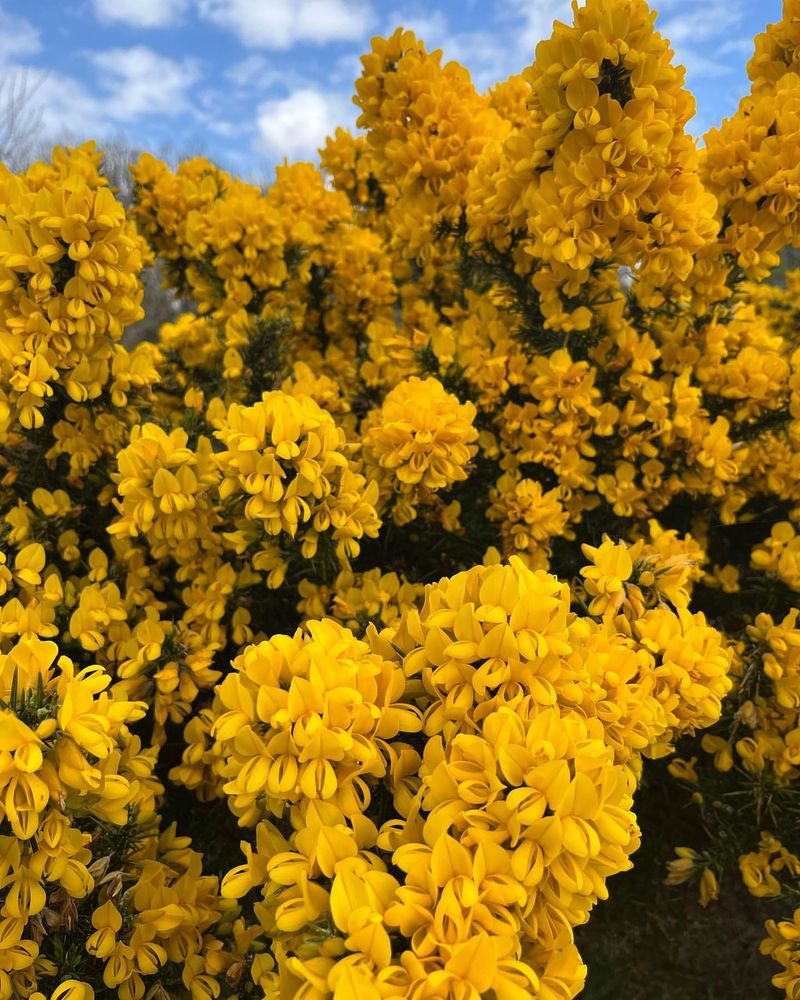 Gorse