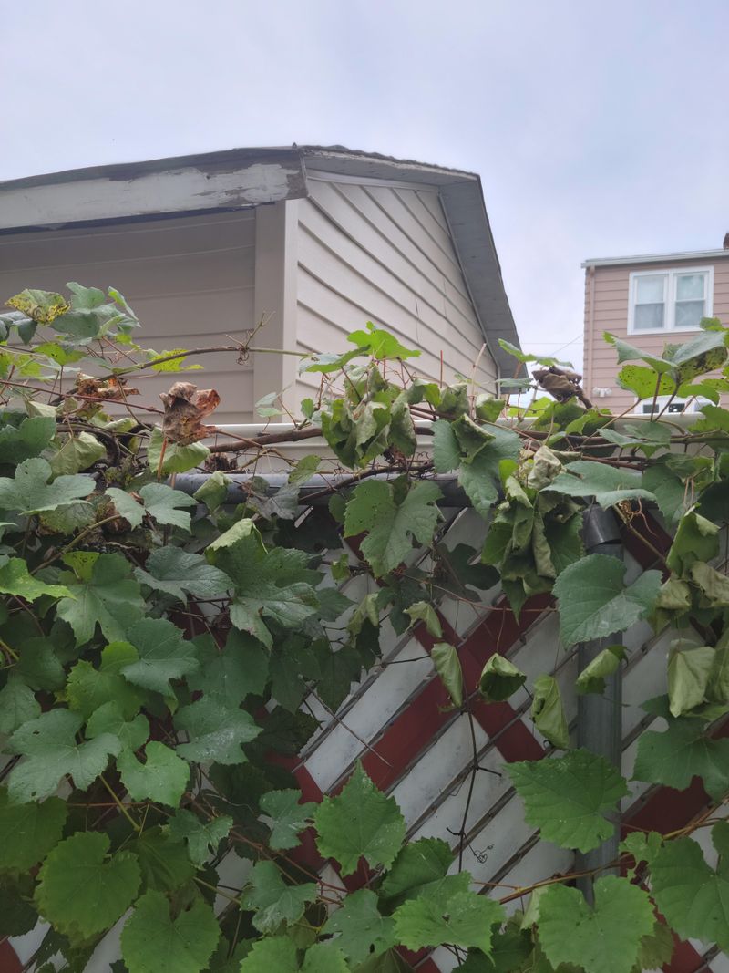 Grape Vine Fence