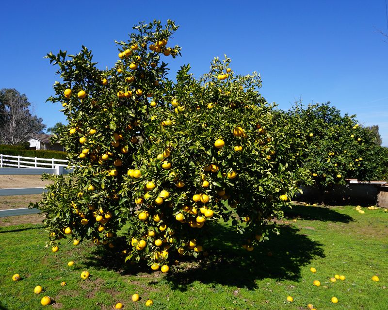 Grapefruit Tree