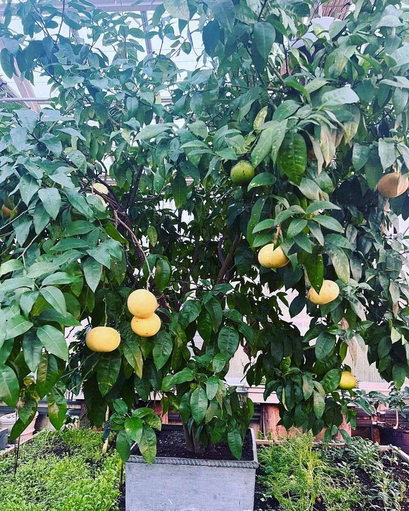 Grapefruit Tree