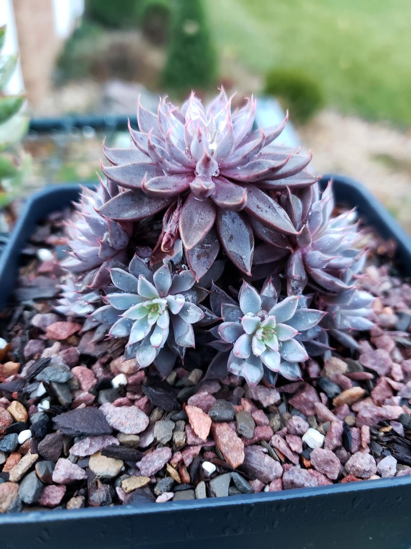 Graptopetalum