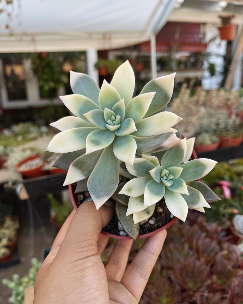 Graptopetalum paraguayense 'Ghost Plant'