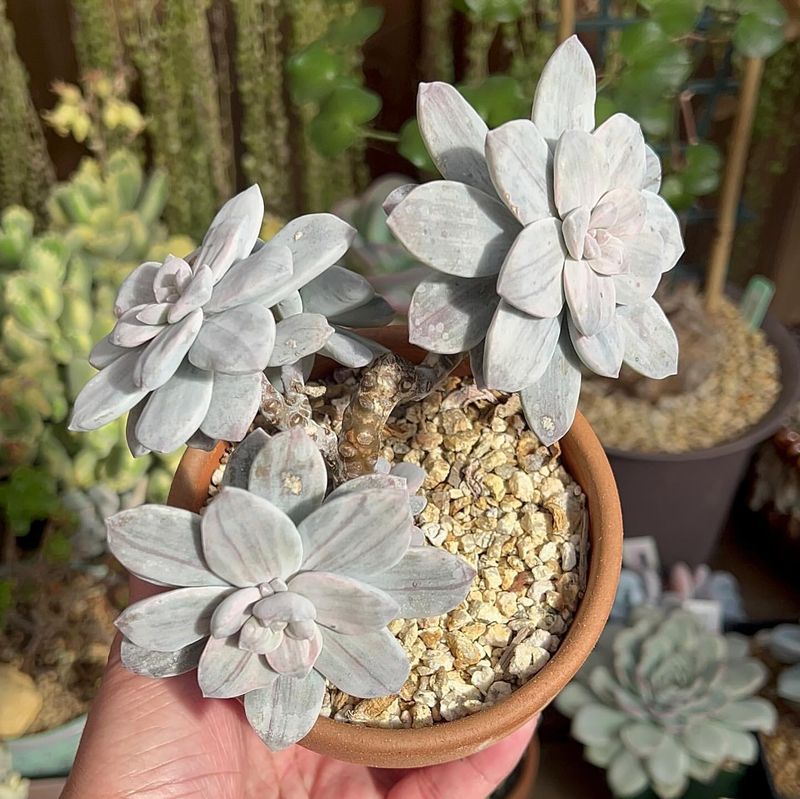 Graptopetalum