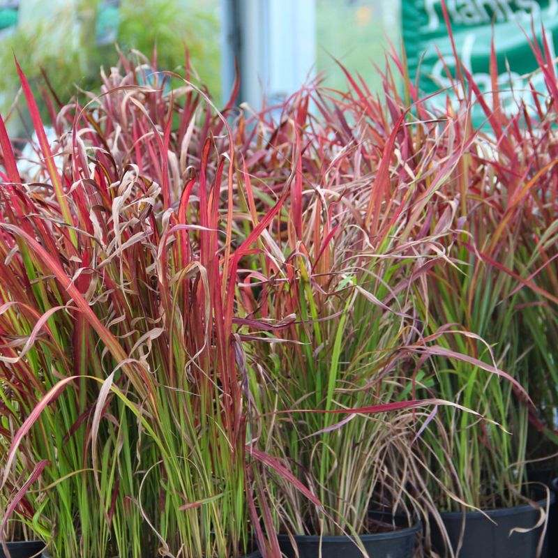 Grasses (Japanese Blood Grass)