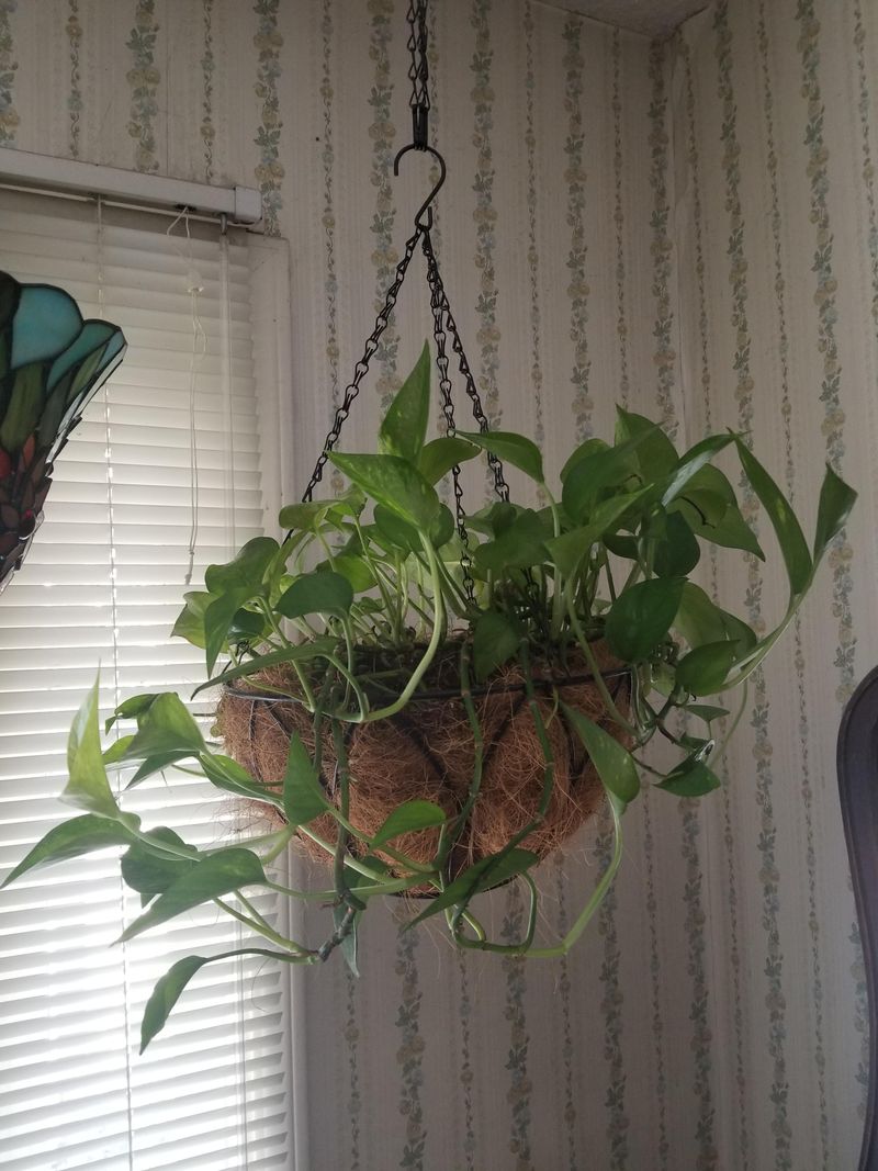 Gravity Defying Hanging Pots