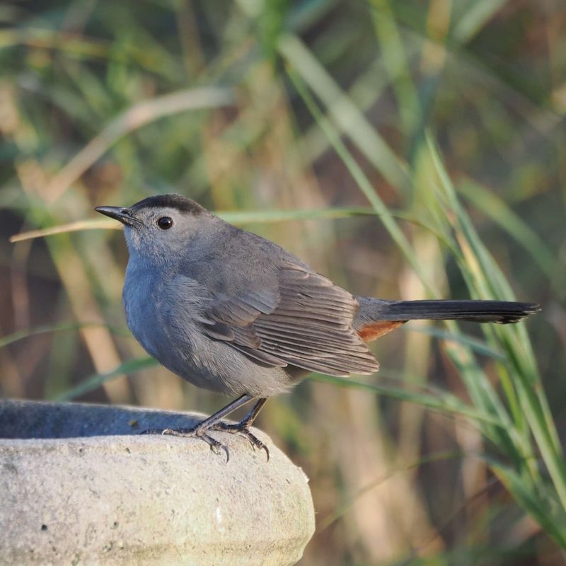 Gray Catbird