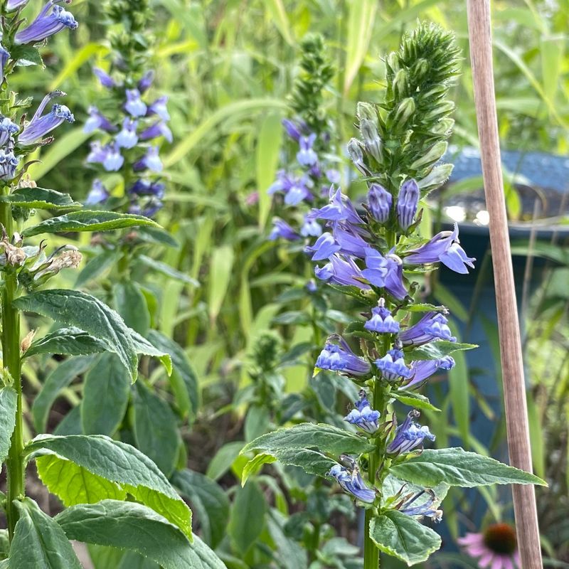 Great Blue Lobelia