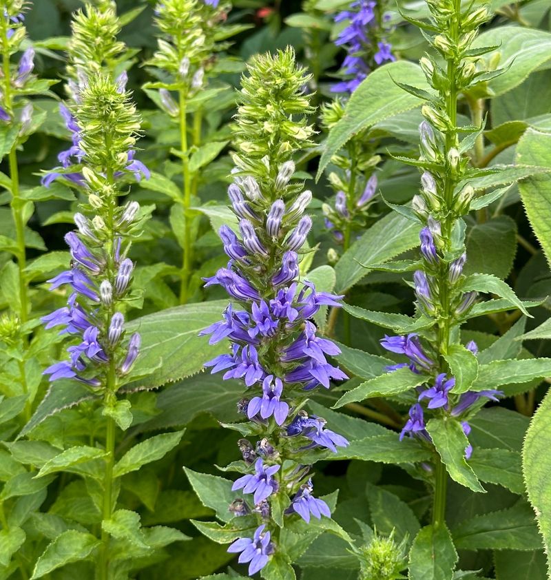 Great Blue Lobelia (Lobelia siphilitica)