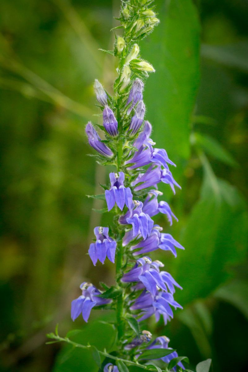 Great Blue Lobelia