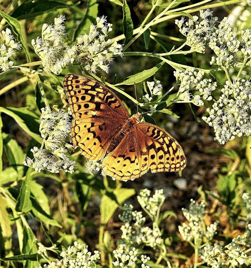 Great Spangled Fritillary