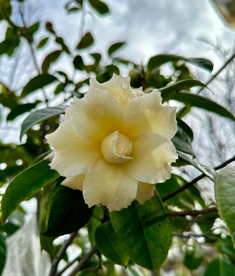 Green Camellia