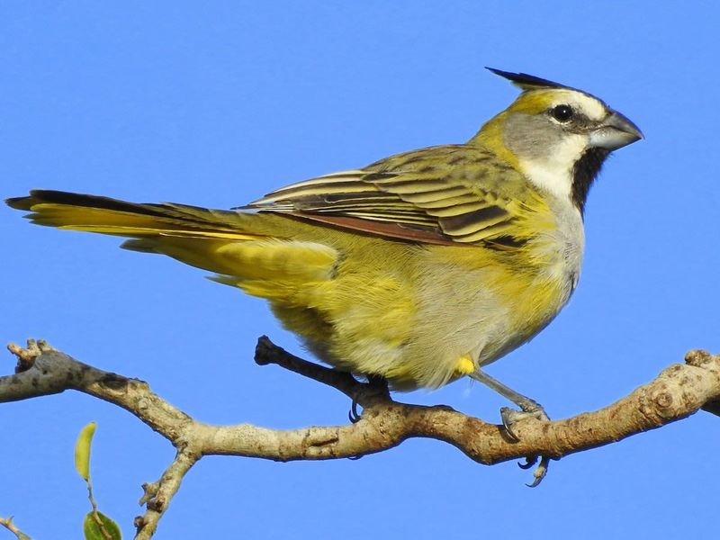 Green Cardinal