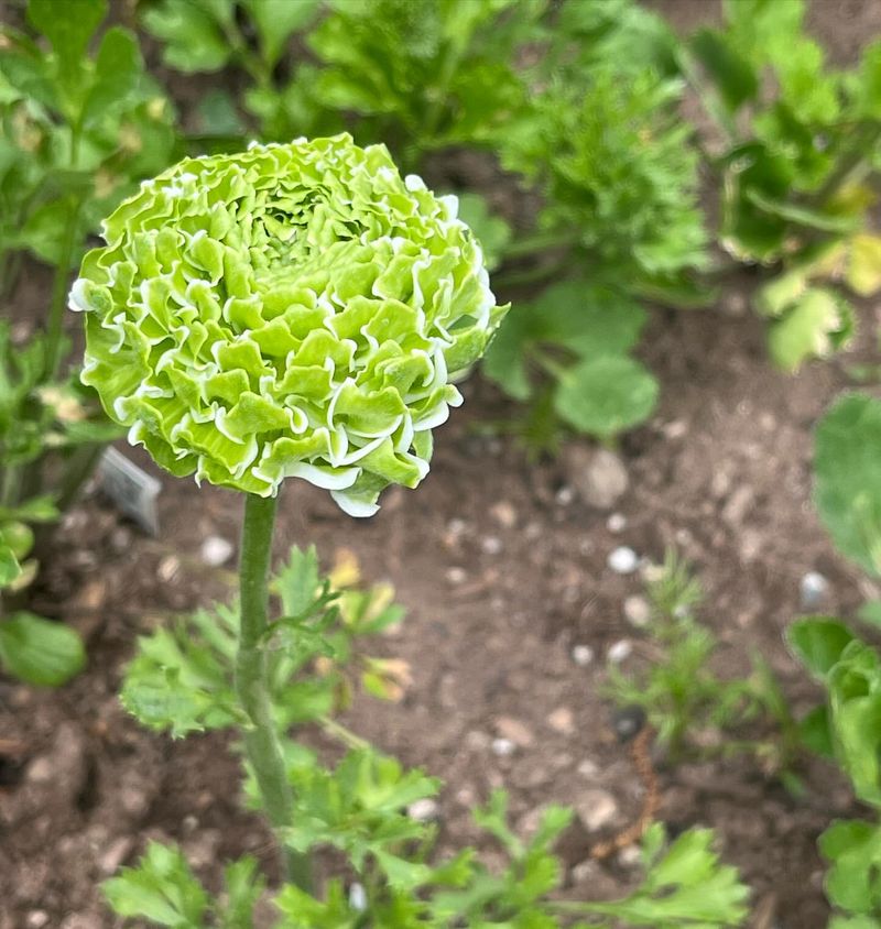 Green Carnation