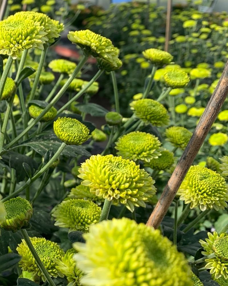 Green Chrysanthemum