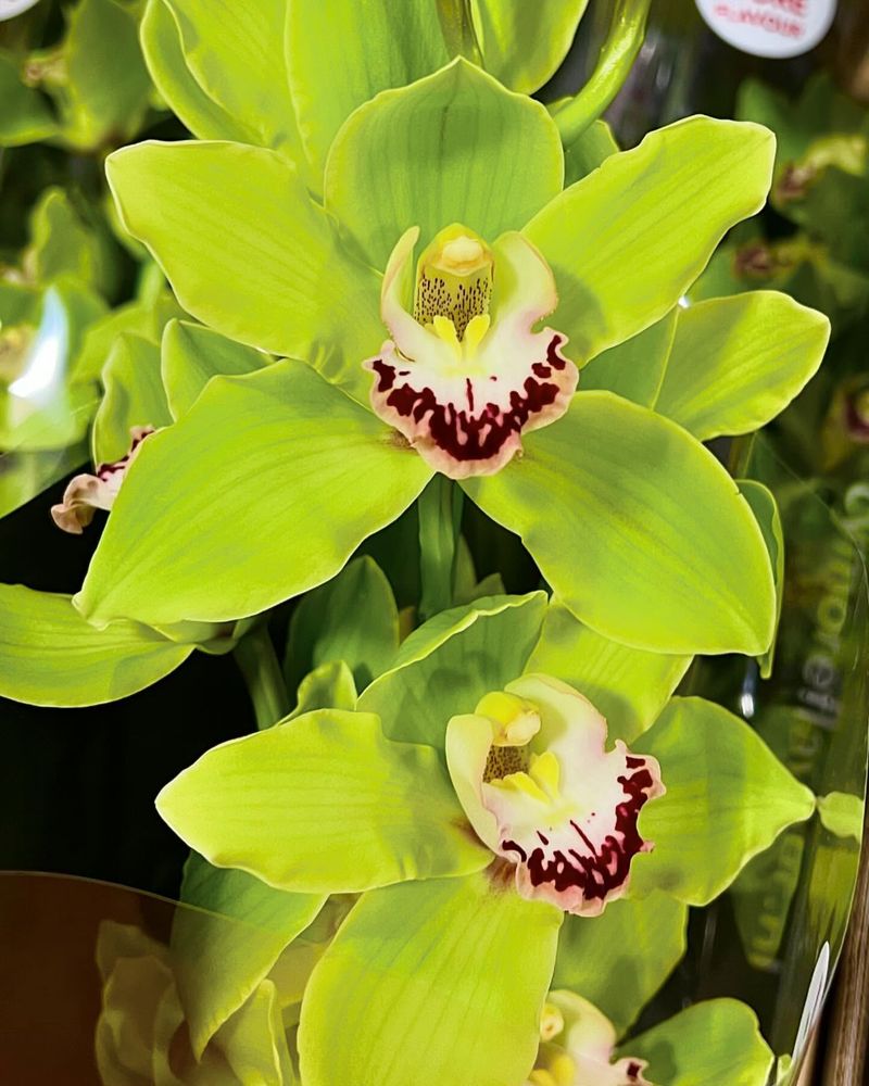 Green Cymbidium Orchid