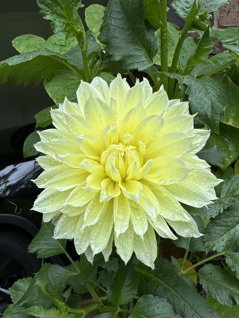 Green Dahlia