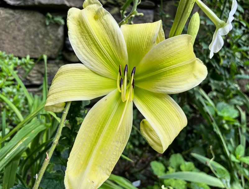 Green Daylily