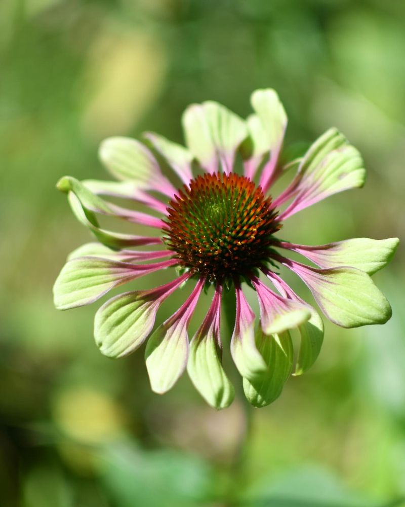 Green Envy Coneflower