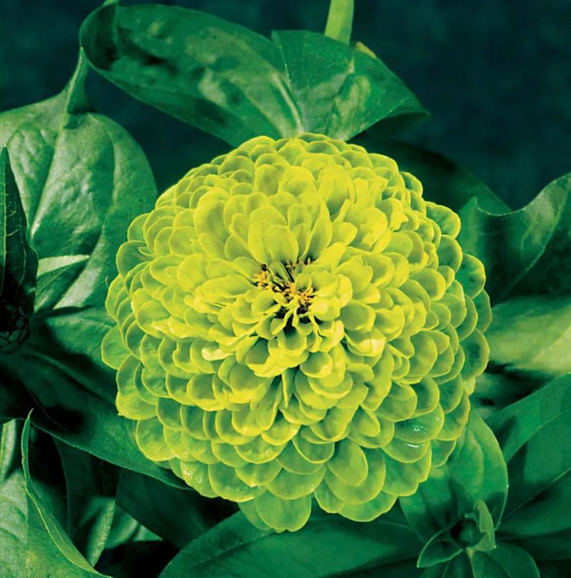 Green Envy Zinnia