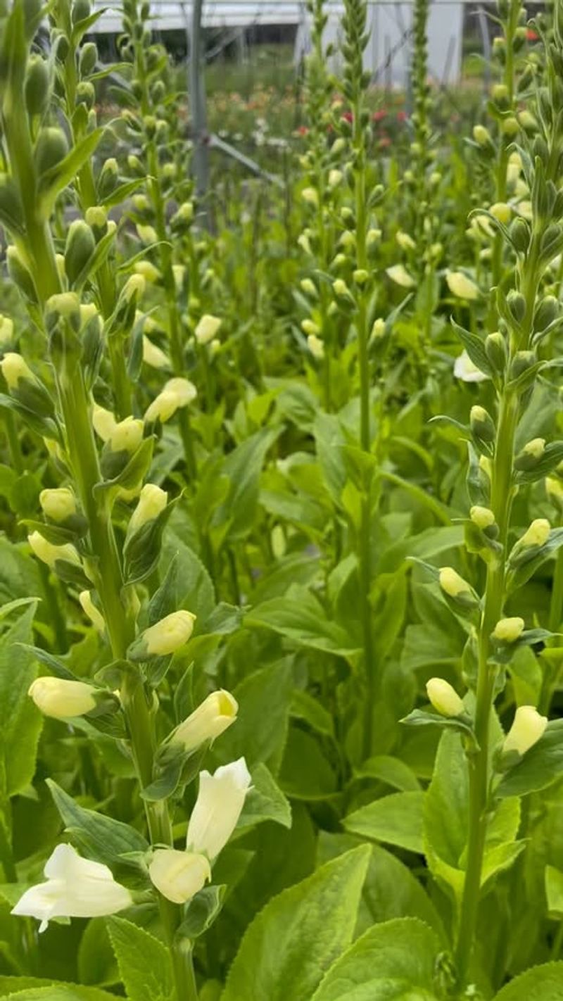 Green Foxglove