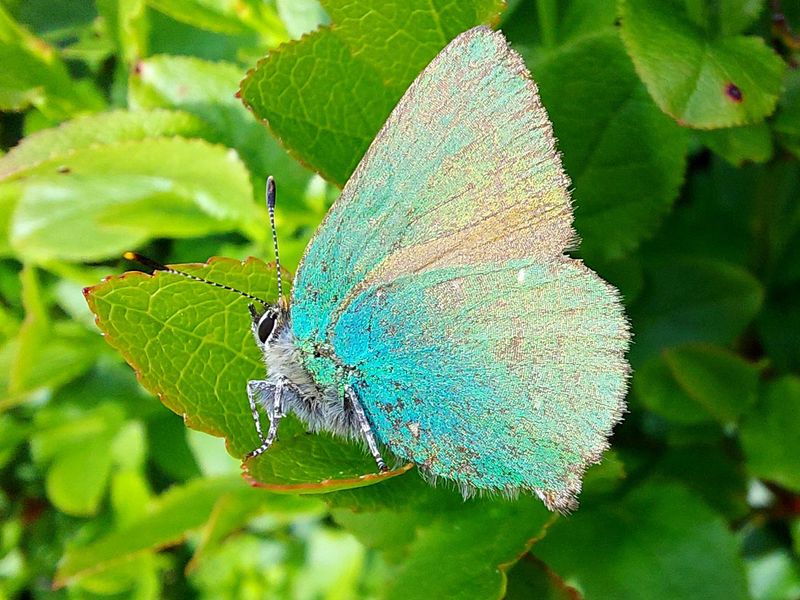 Green Hairstreak Butterfly