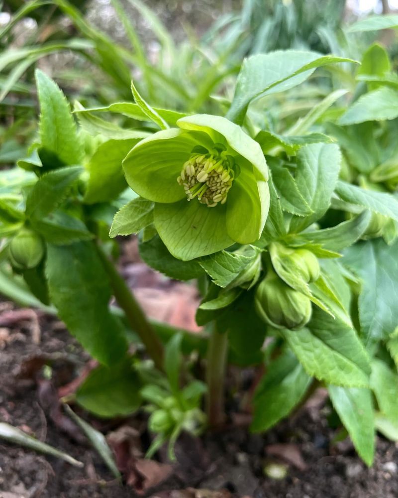 Green Hellebore