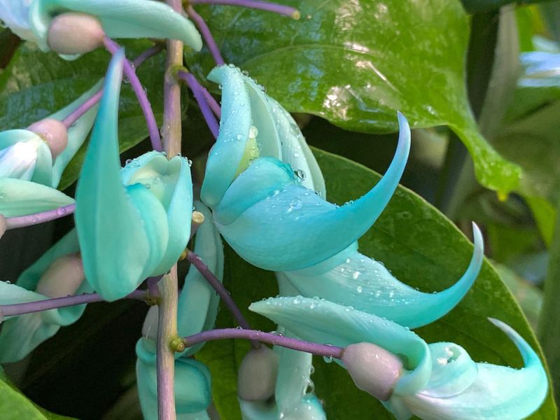 Green Jade Flower