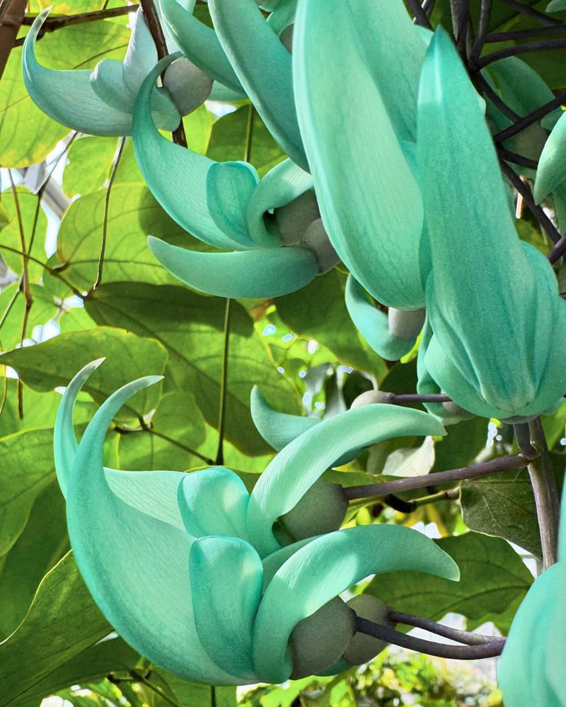 Green Jade Vine