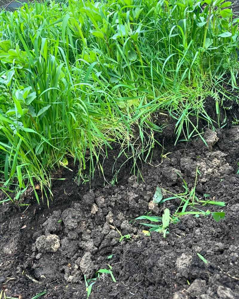 Green Manure